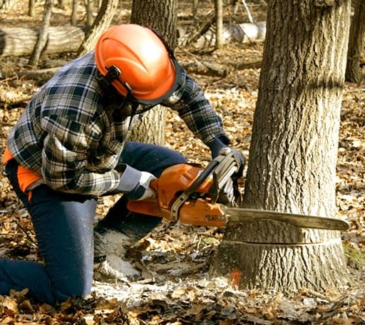 Tree Removal in Cochiti Lake, NM